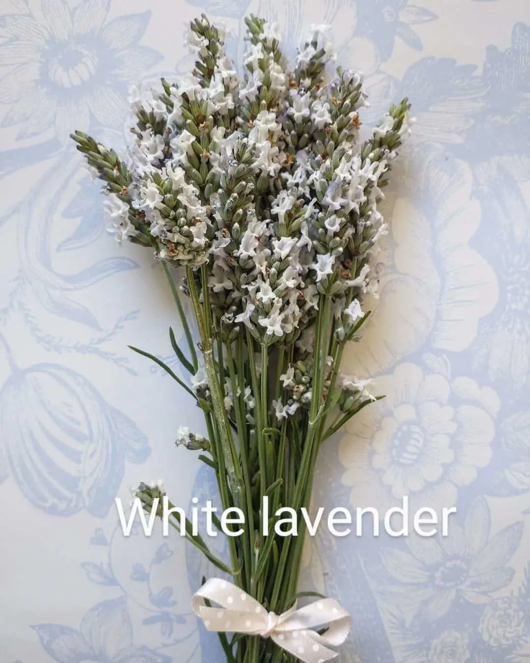 white lavender in a bouquet