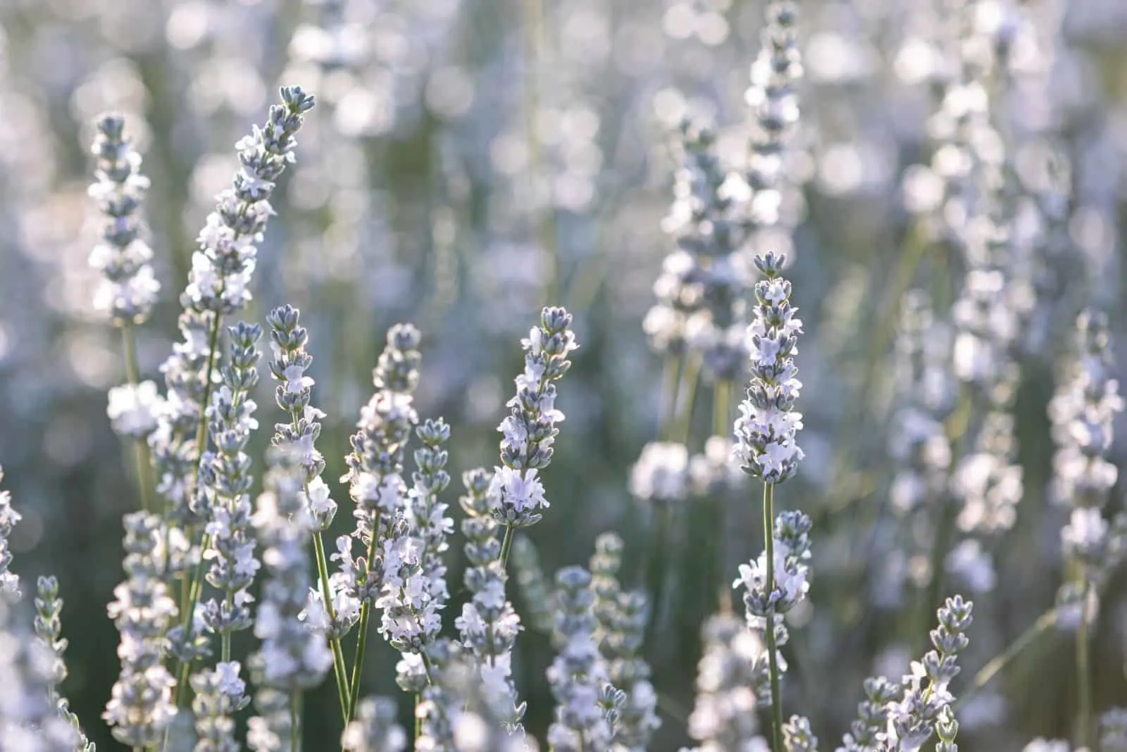 white lavender in the field