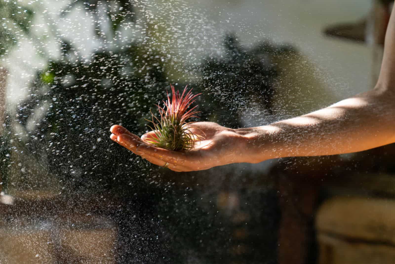 woman florist holding in her wet hand and spraying air plant Tillandsia at garden