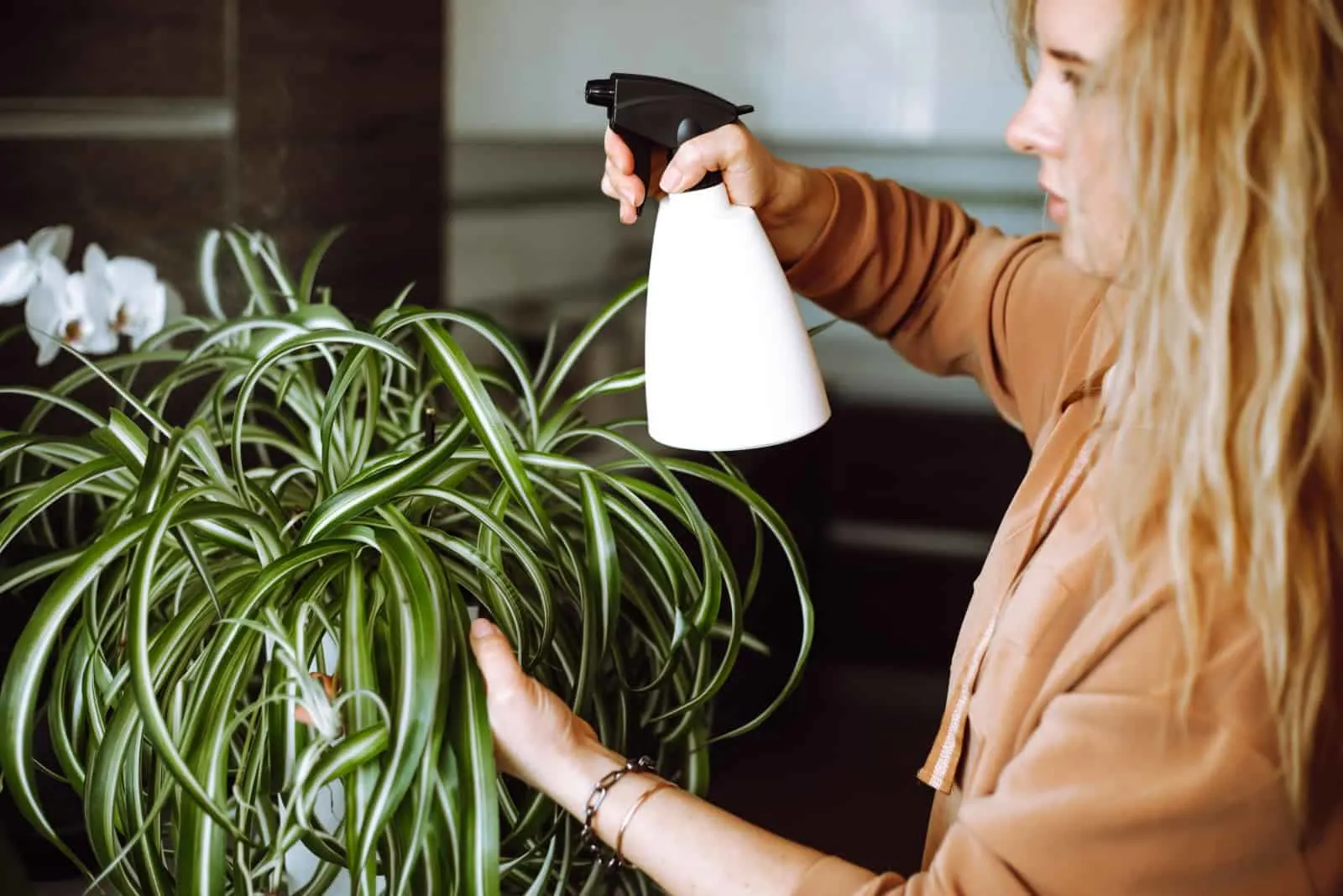 woman spray on green spider plant at home using a spray bottle