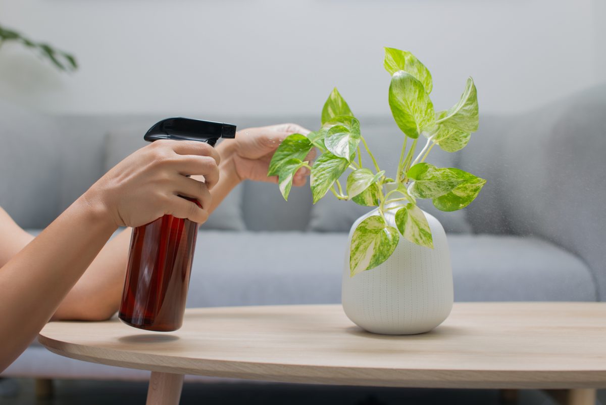 Pothos Plant: How To Grow And Care For This Lovely Plant