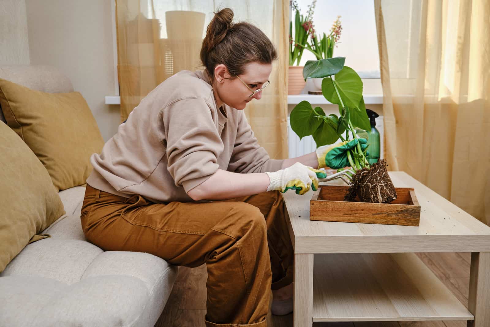 woman transplanting a monstera plant