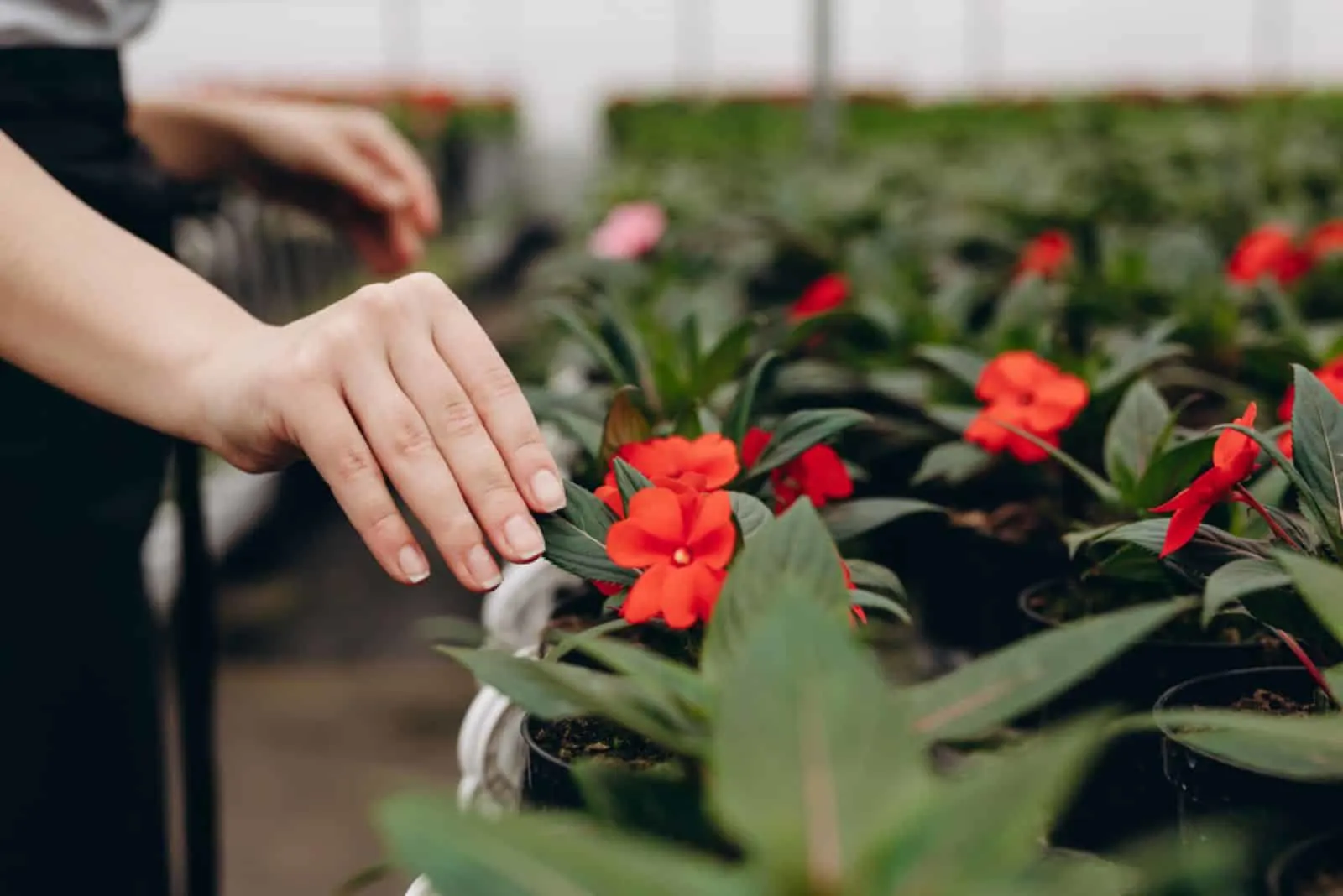  womans hands near flowerpot with begonia