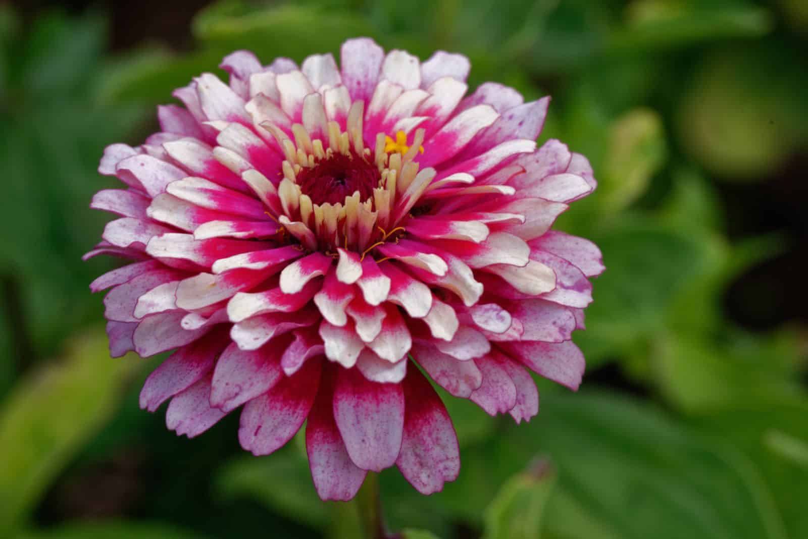 zinnia Mazurkia flower