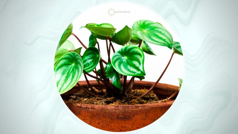 Peperomia Root Rot