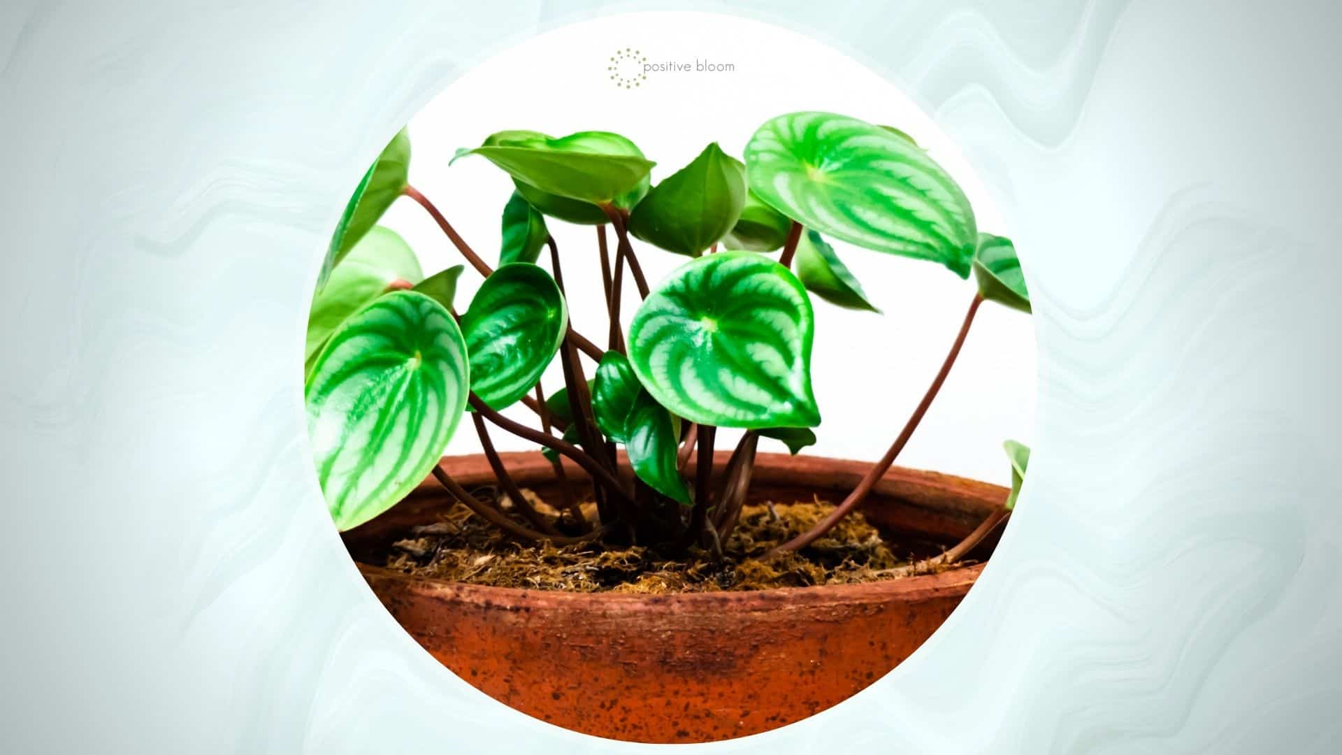 10 Causes Of Peperomia Root Rot + Signs And Solutions