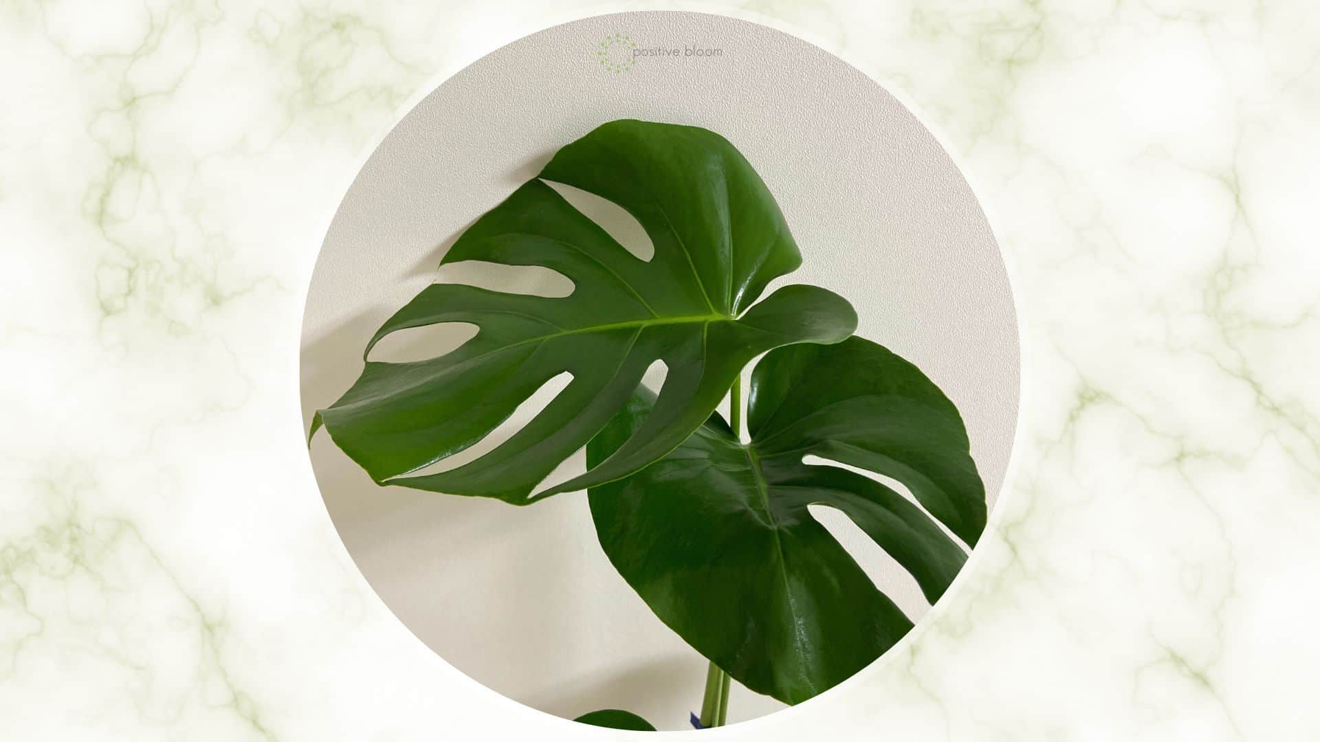 10 Reasons For Monstera Black Spots And The Best Solutions