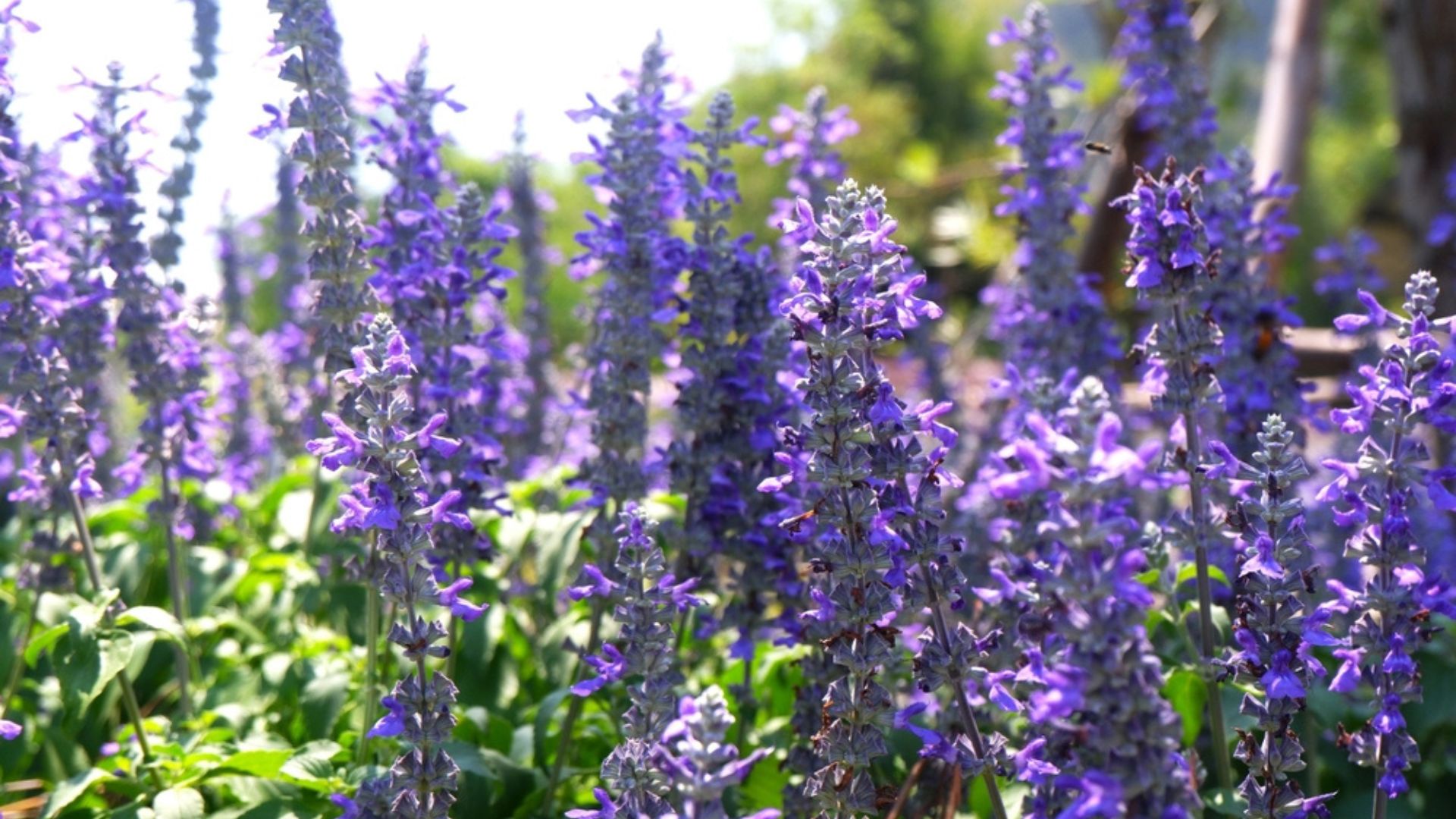 14 Easy To Grow Herbs With Purple Flowers For A Dreamy Garden