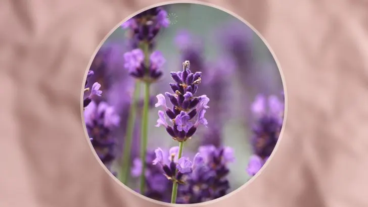 14 Easy Herbs With Purple Flowers For A Dreamy