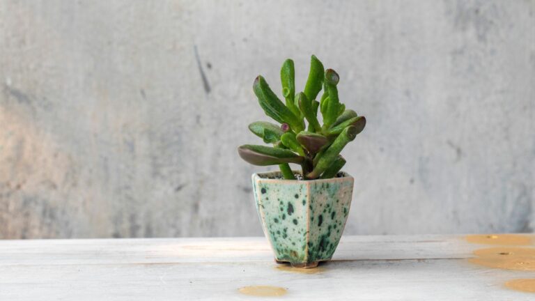 15 Absolutely Gorgeous Types Of Jade Plants Perfect For Every Home