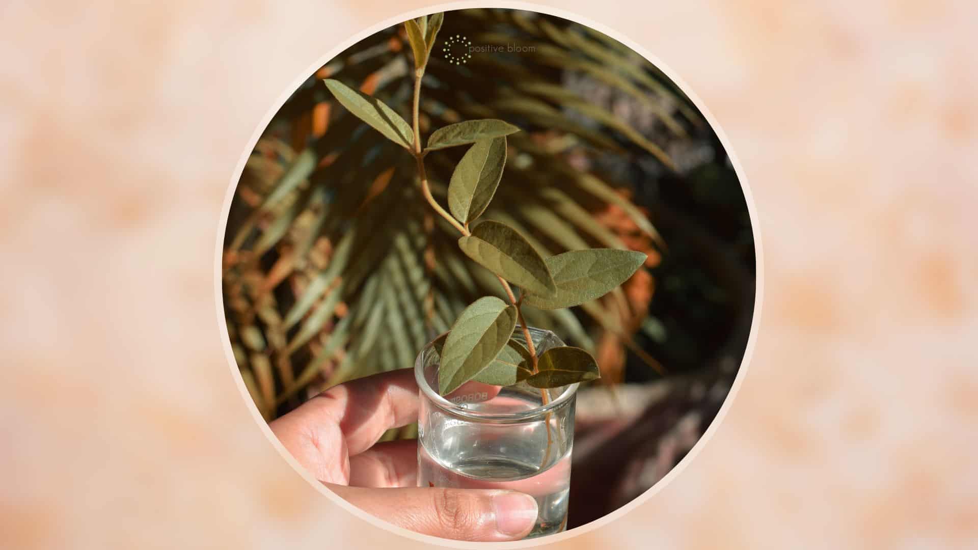 plant in a glass jar