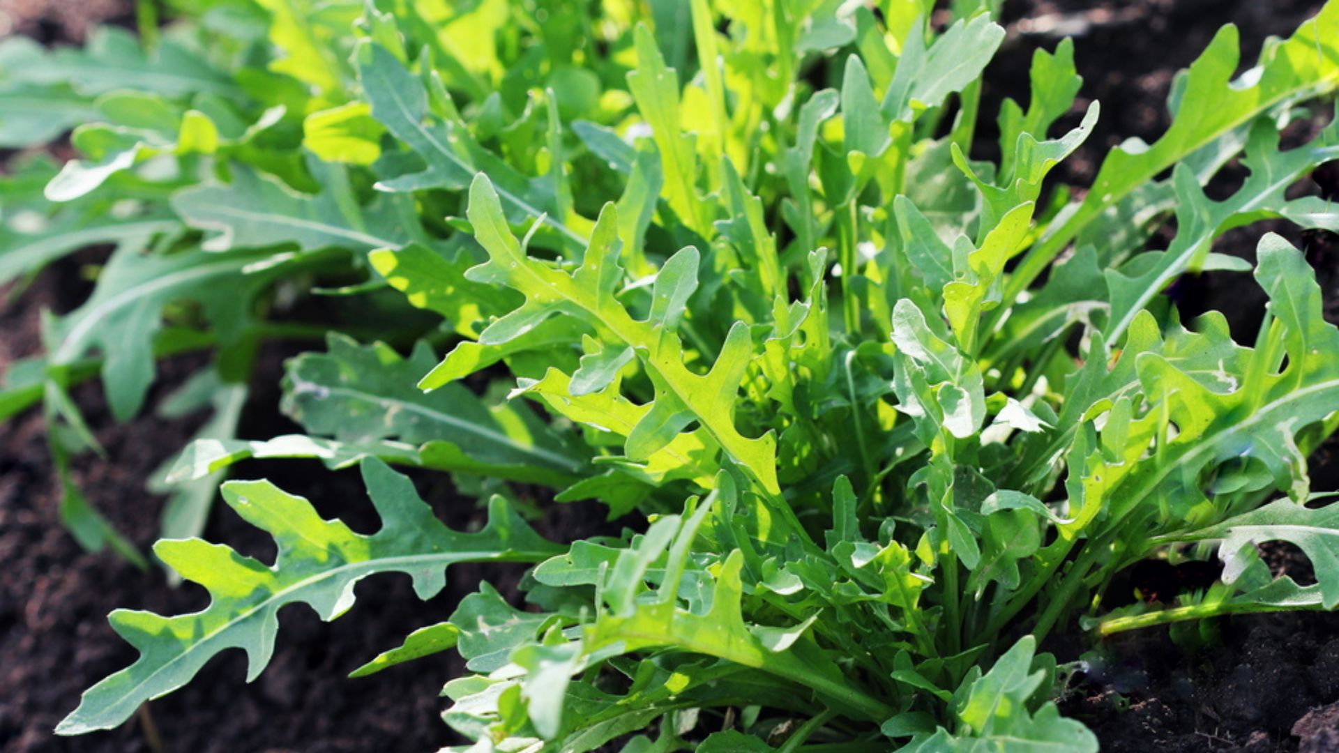 24 Awesome Arugula Companion Plants And Plants To Avoid