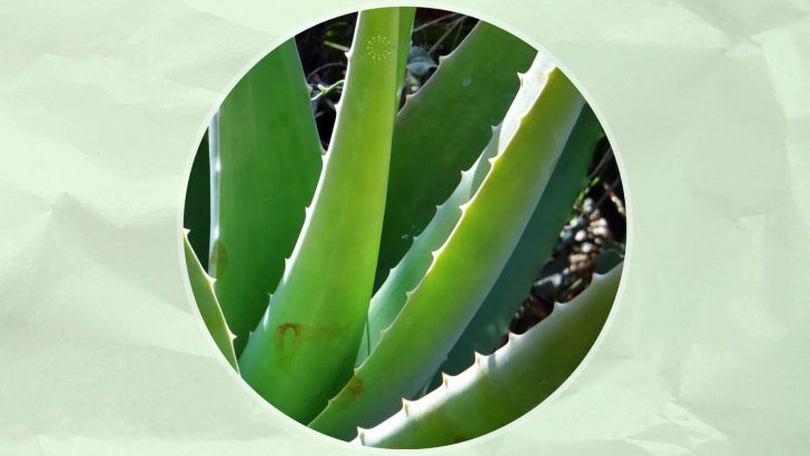 4 Signs Of A Sunburnt Aloe Vera Plant + How To Revive It