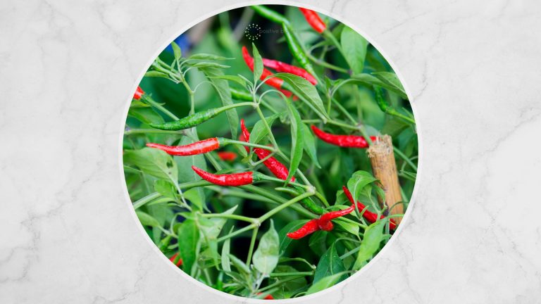 Chilli Plants