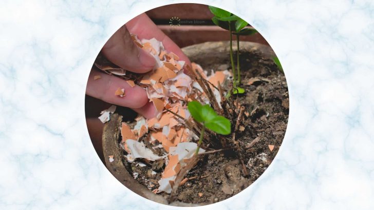 6 Best Ways To Use Eggshells In Potted Plants + A DIY Recipe