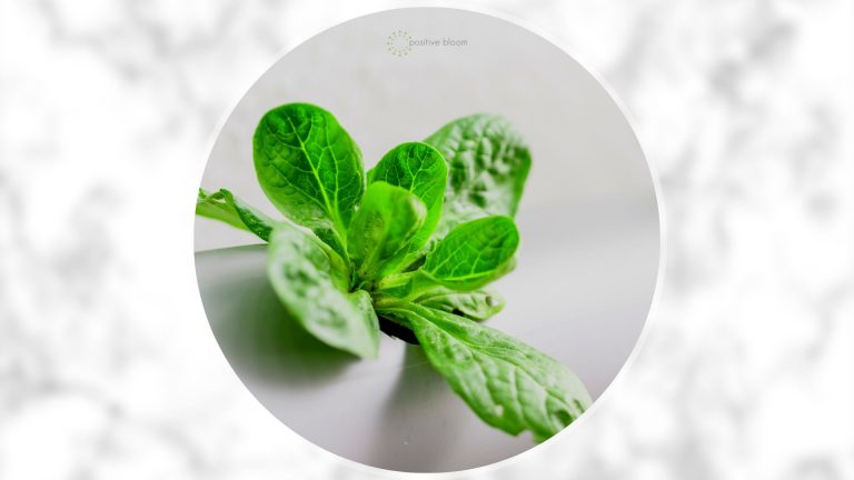 6 Types Of Hydroponic Systems