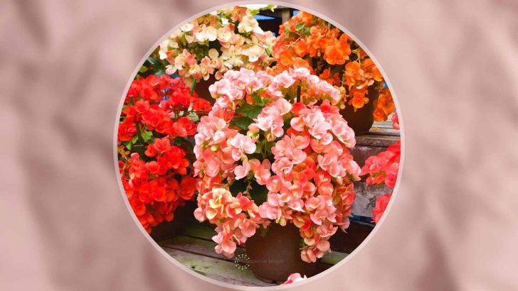 9 Best Types Of Trailing Begonias + The Complete Care Guide