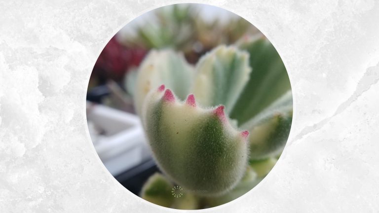 care guide for bear paw succulent