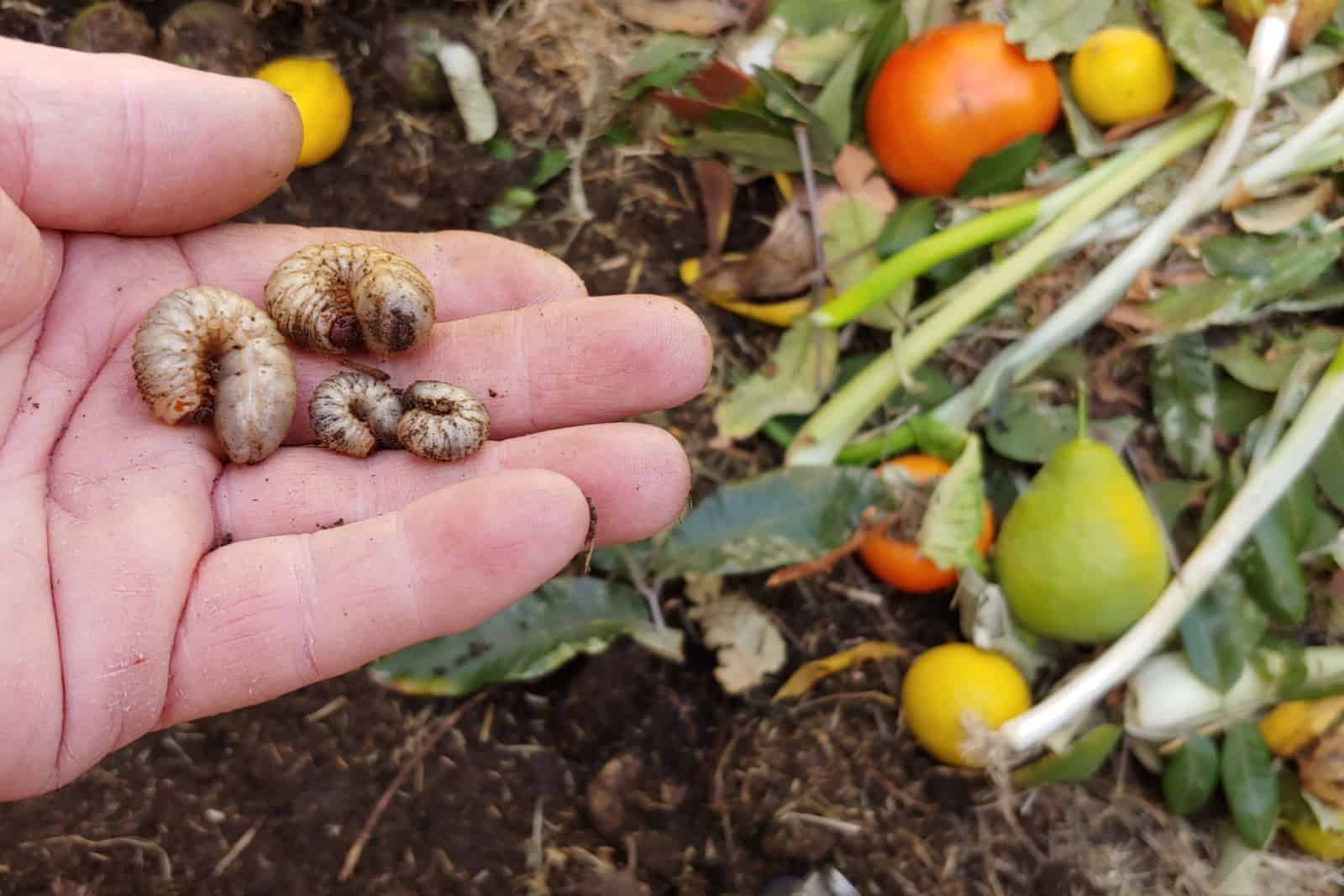 A Gardener Holds Four Cutworms Found In His Compost Pile