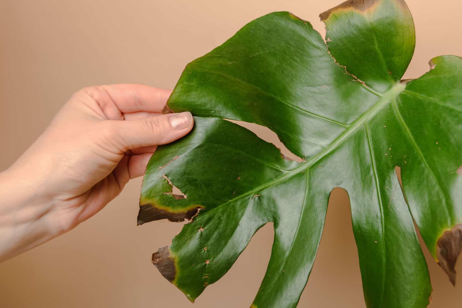 A female hand holds a sick monstera leaf with black and yellow spot.