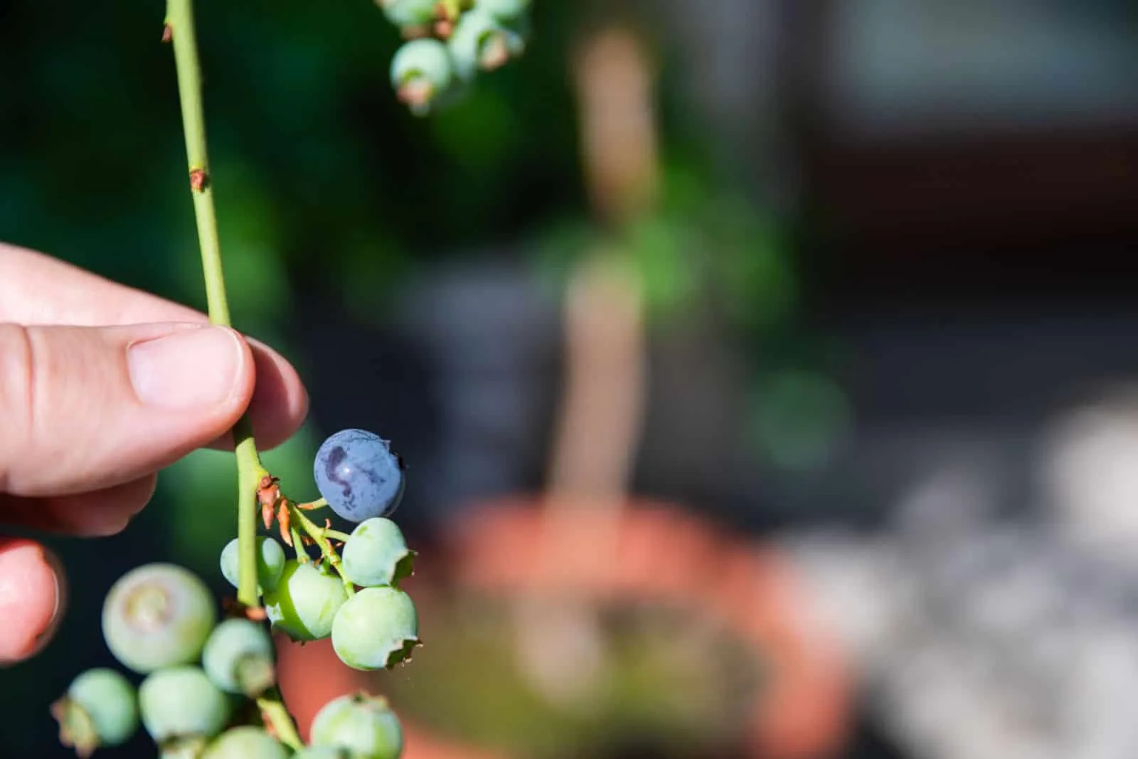 A potted blueberry seedling has a ripe fruit