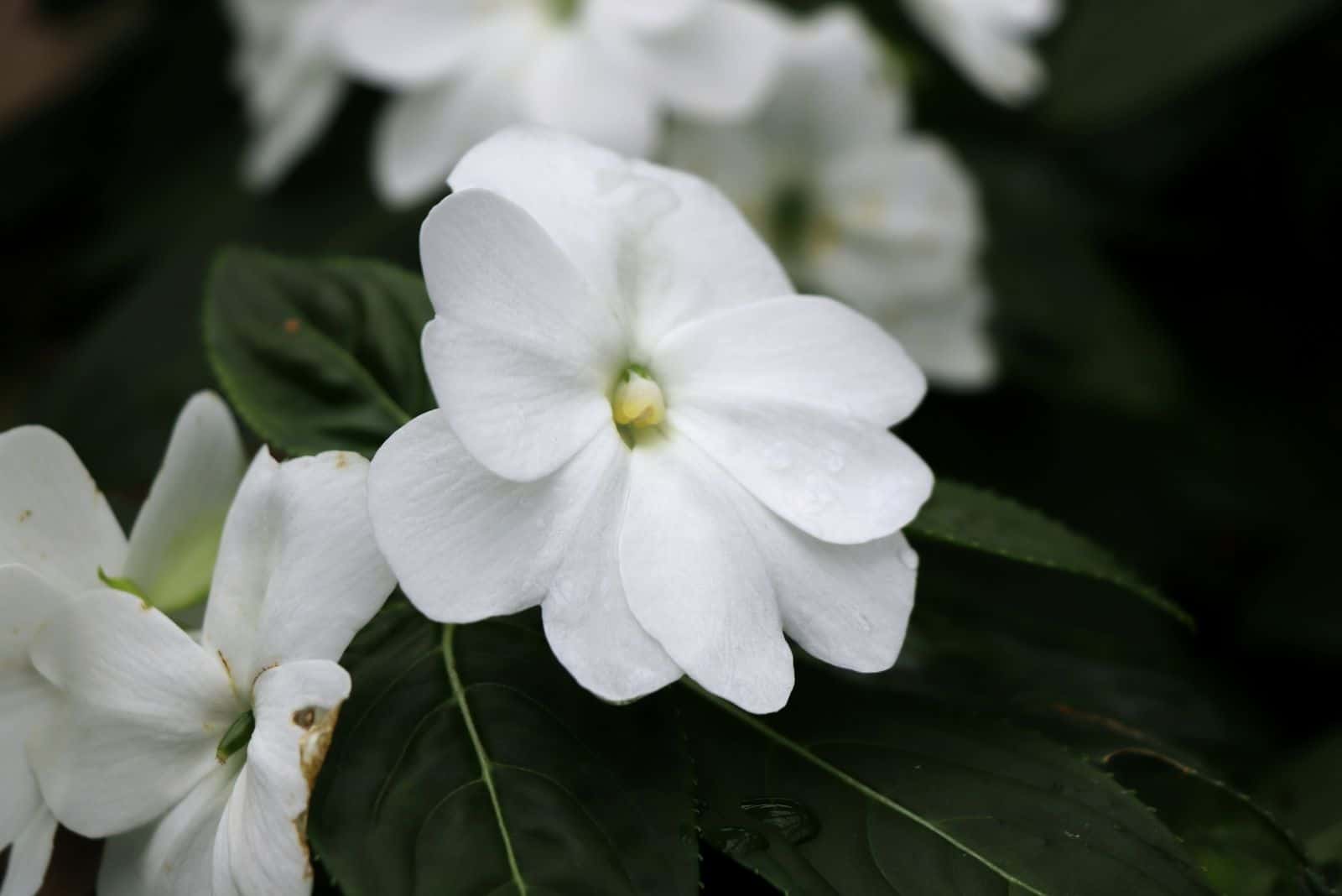 A white bloom of begonia in some park