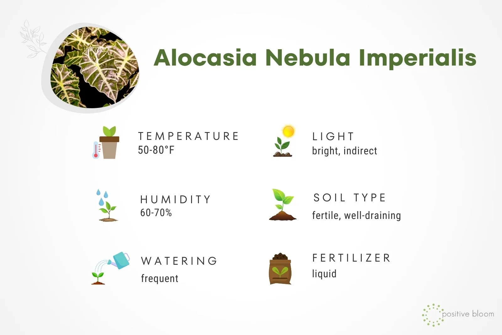 Alocasia Nebula Imperialis facts