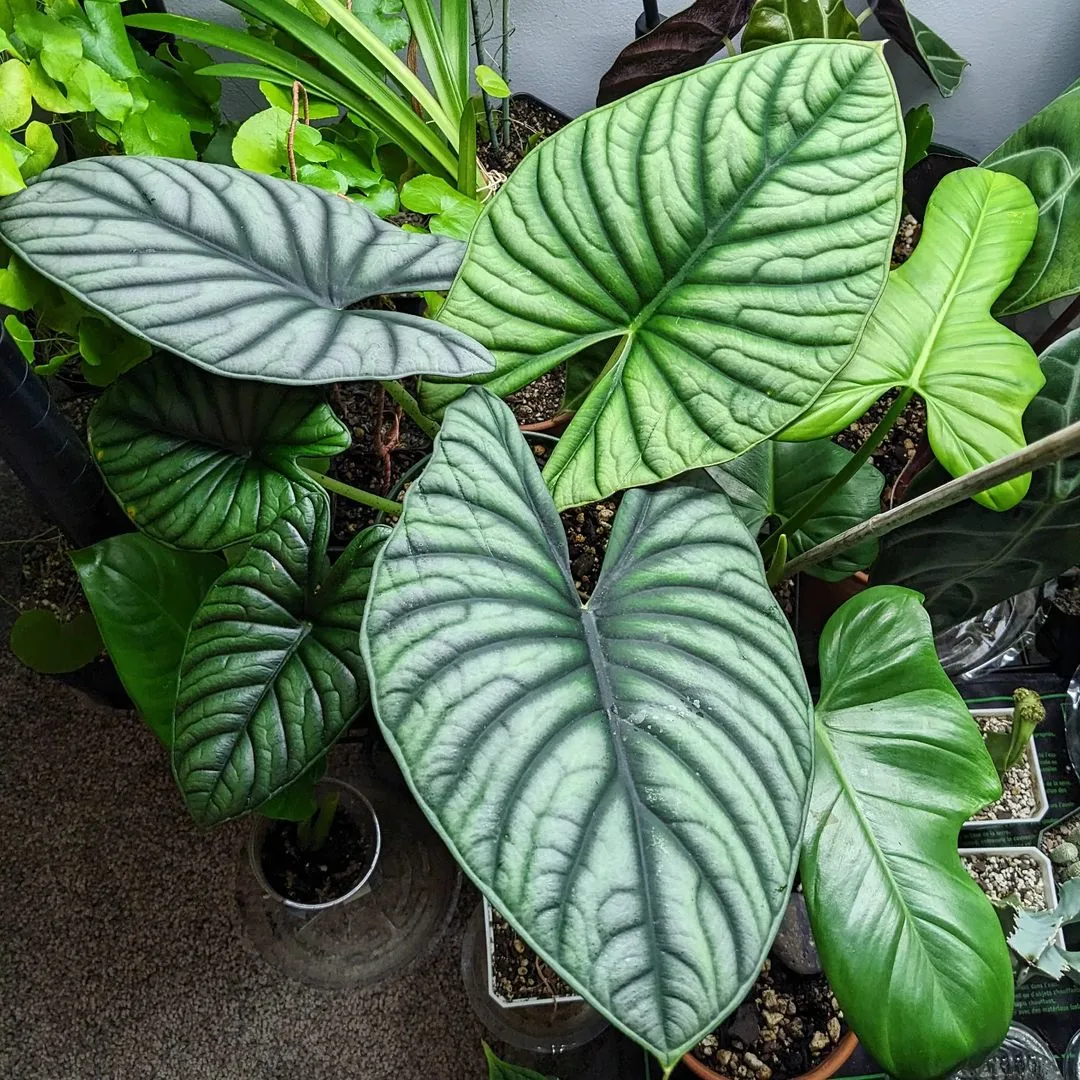 Alocasia nebula Imperialis and other plants