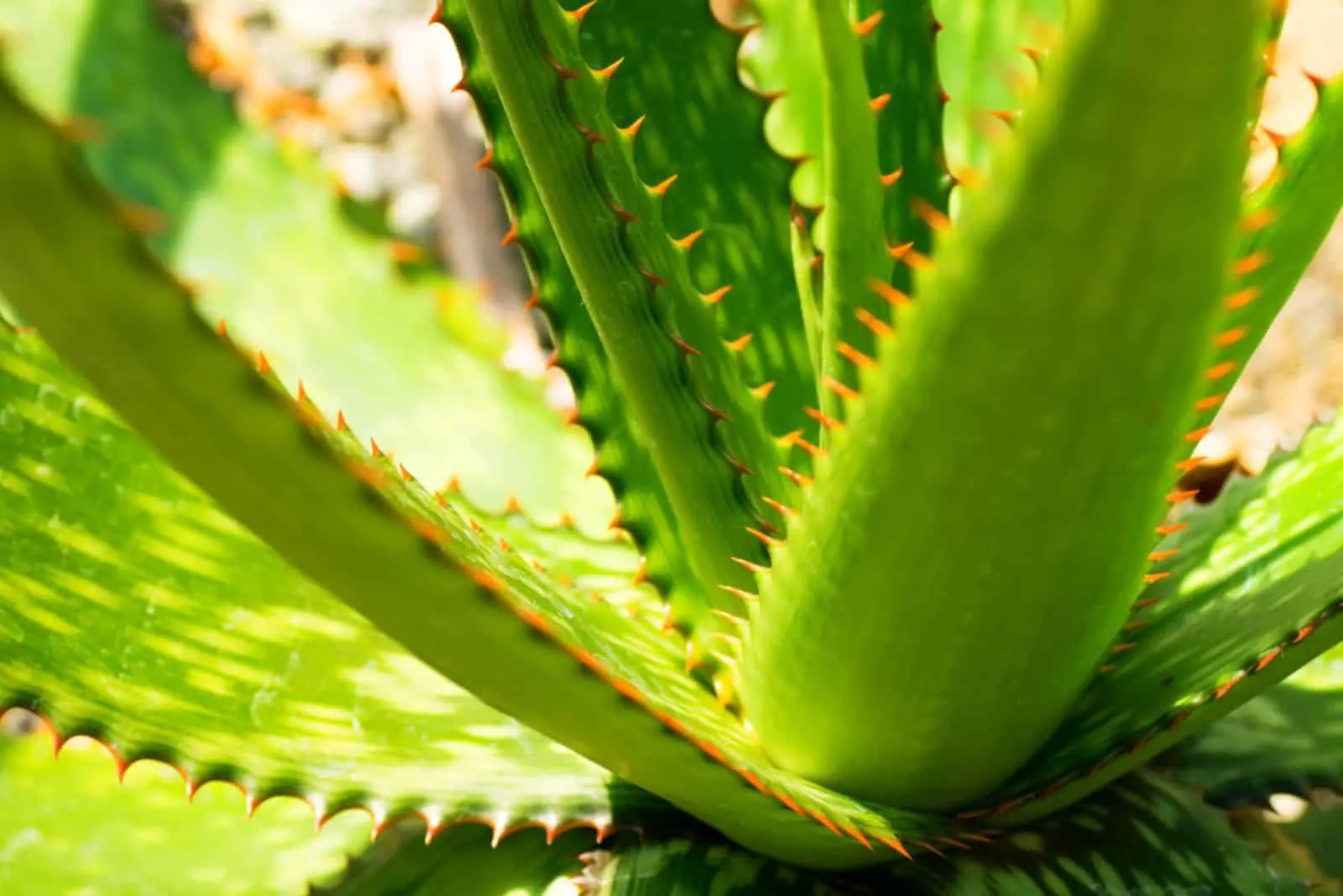 Aloe Humilis plant