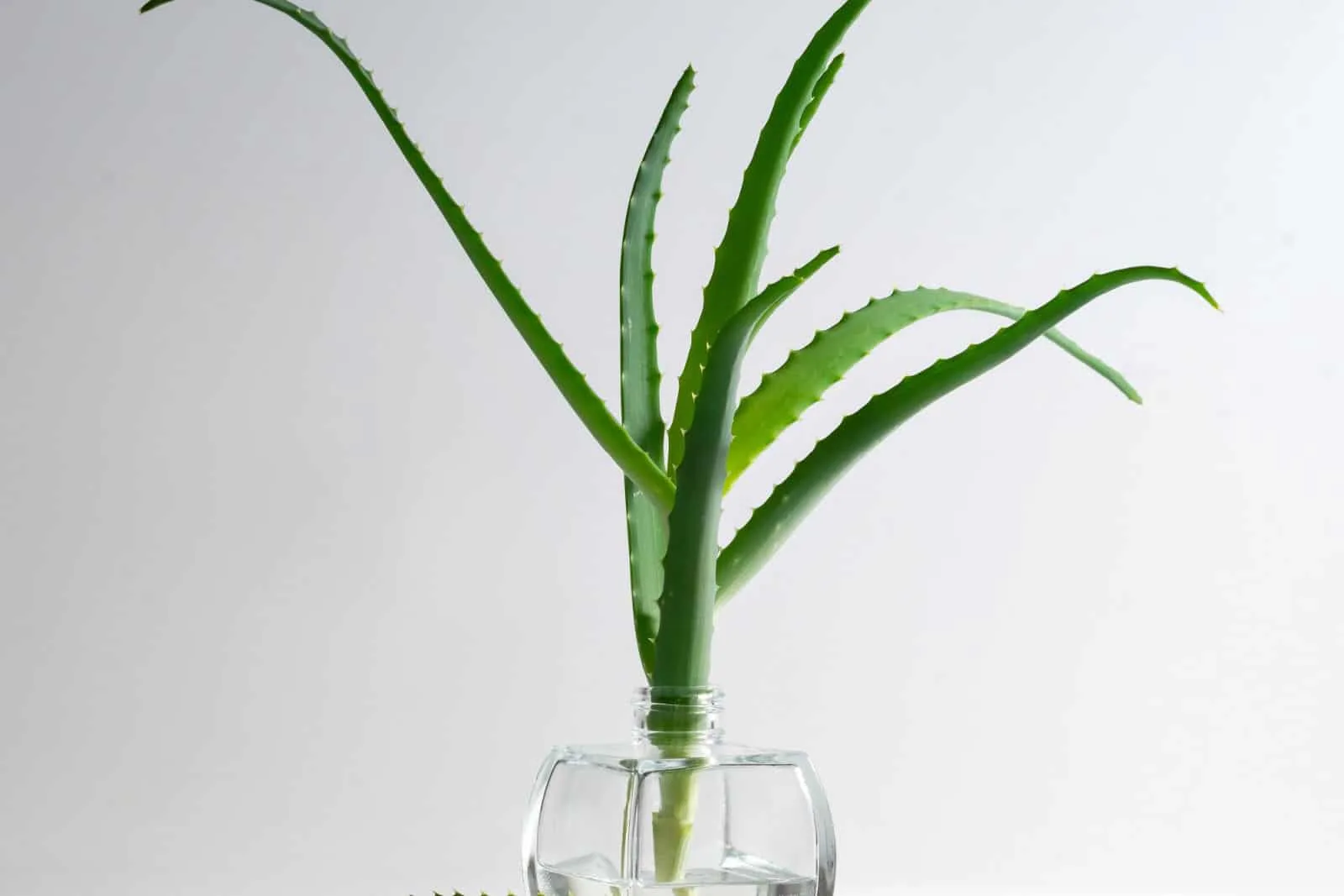 Aloe vera plant leaves in the glass jar on white background