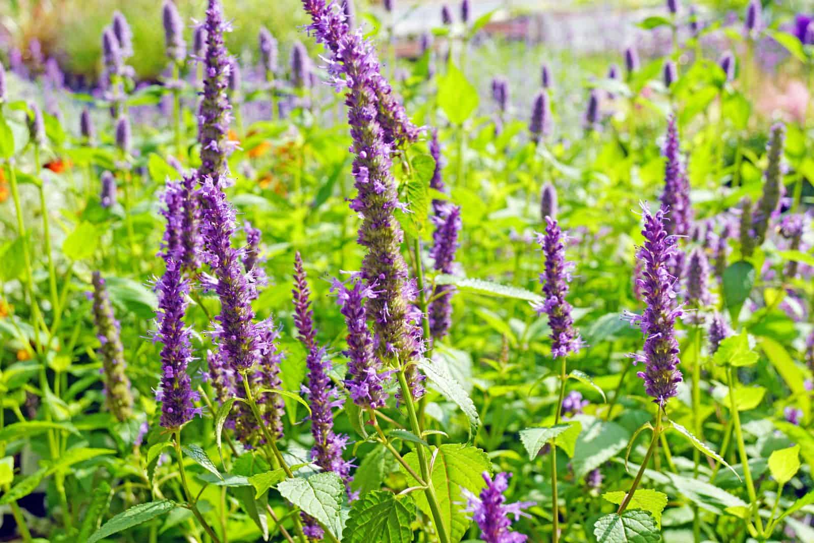 Anise Hyssop with purple flowers