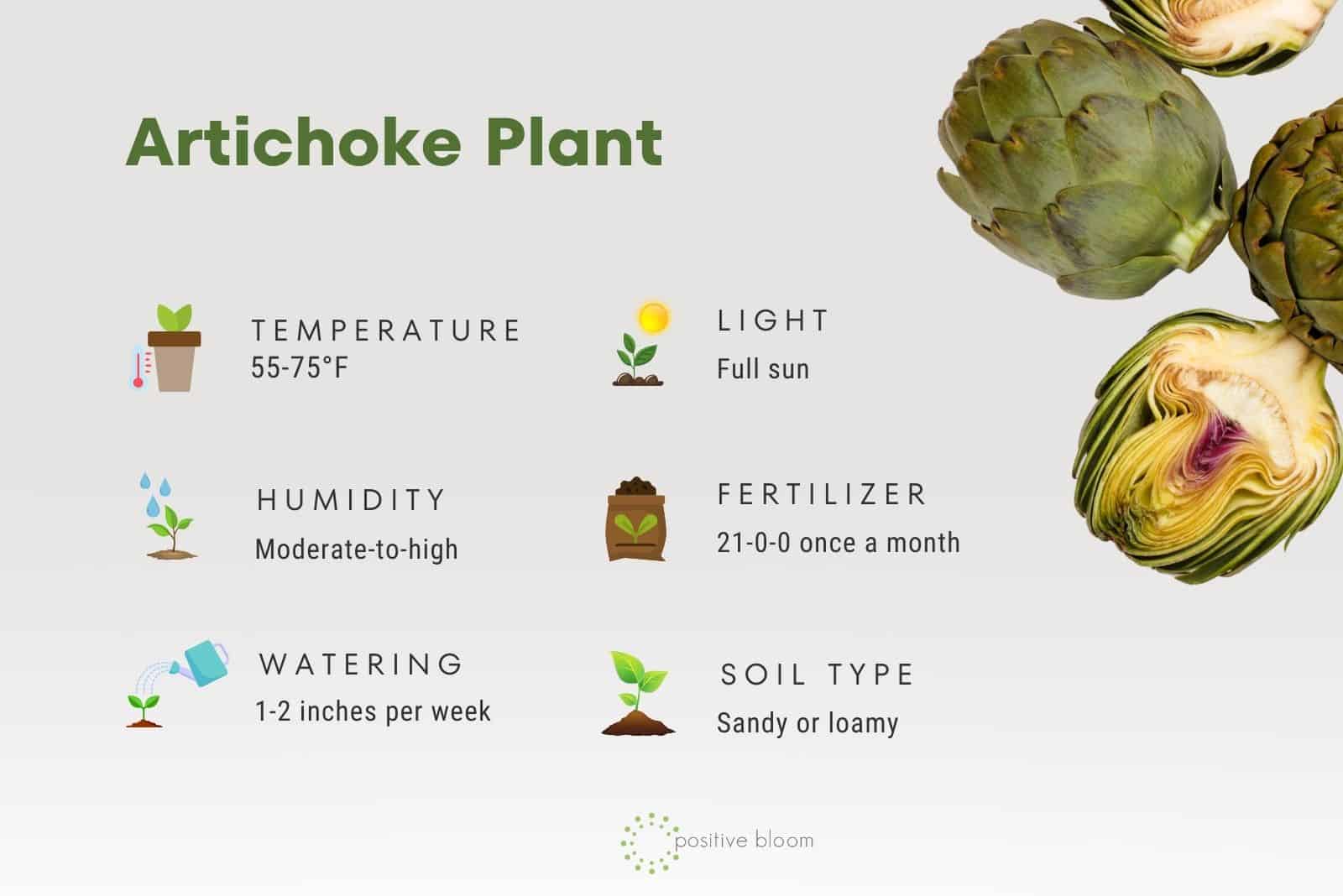 Artichoke Plant care guide