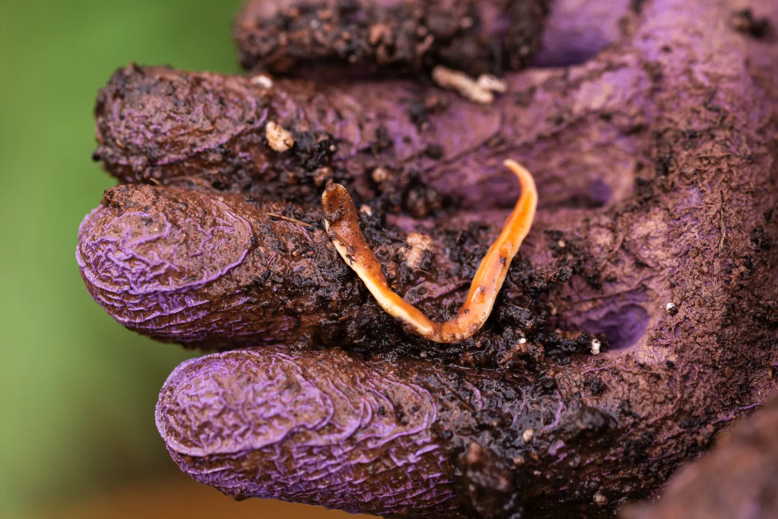 Australoplana sanguinea Australian predatory land flatworm in gardeners hand.