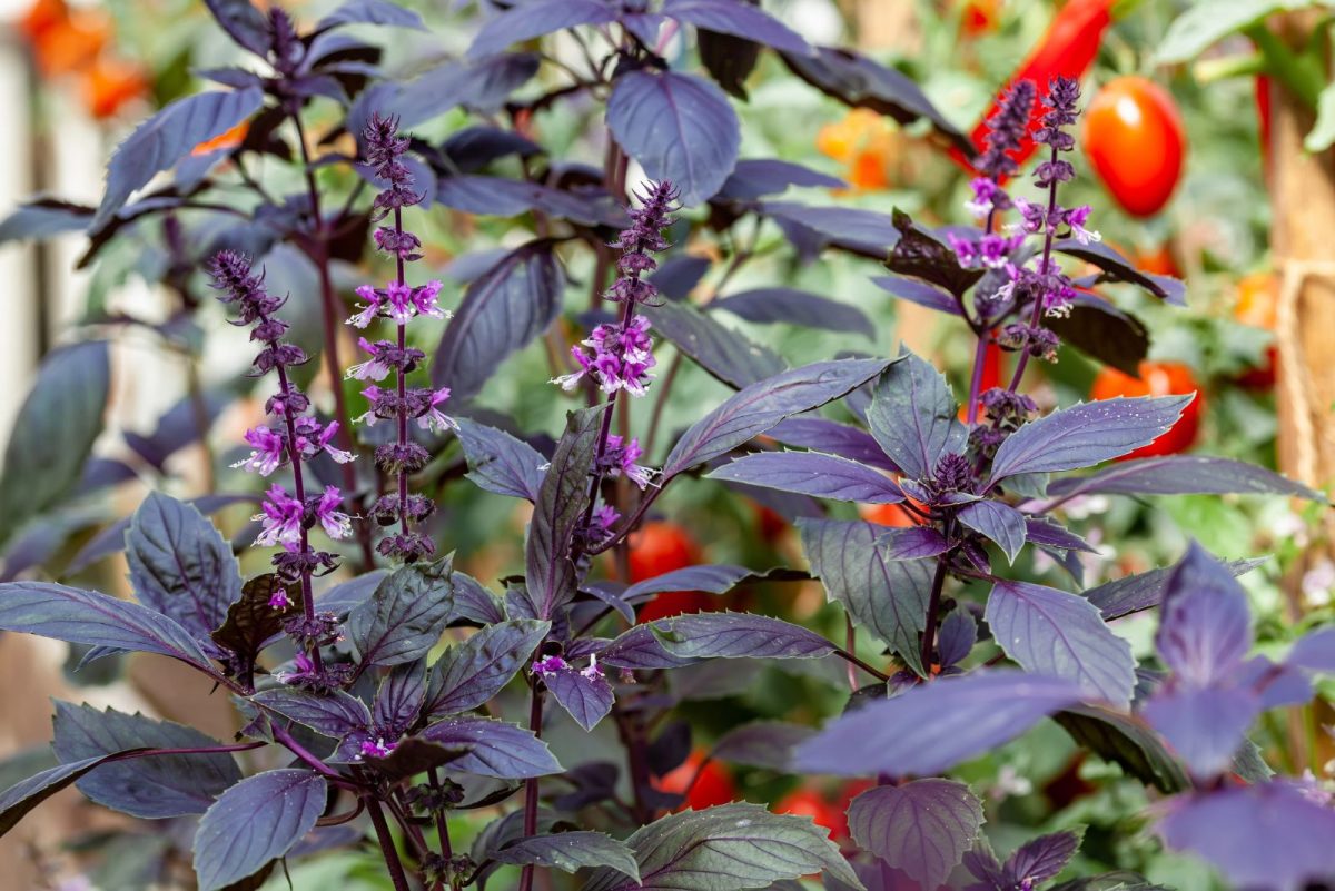14 Easy To Grow Herbs With Purple Flowers For A Dreamy Garden
