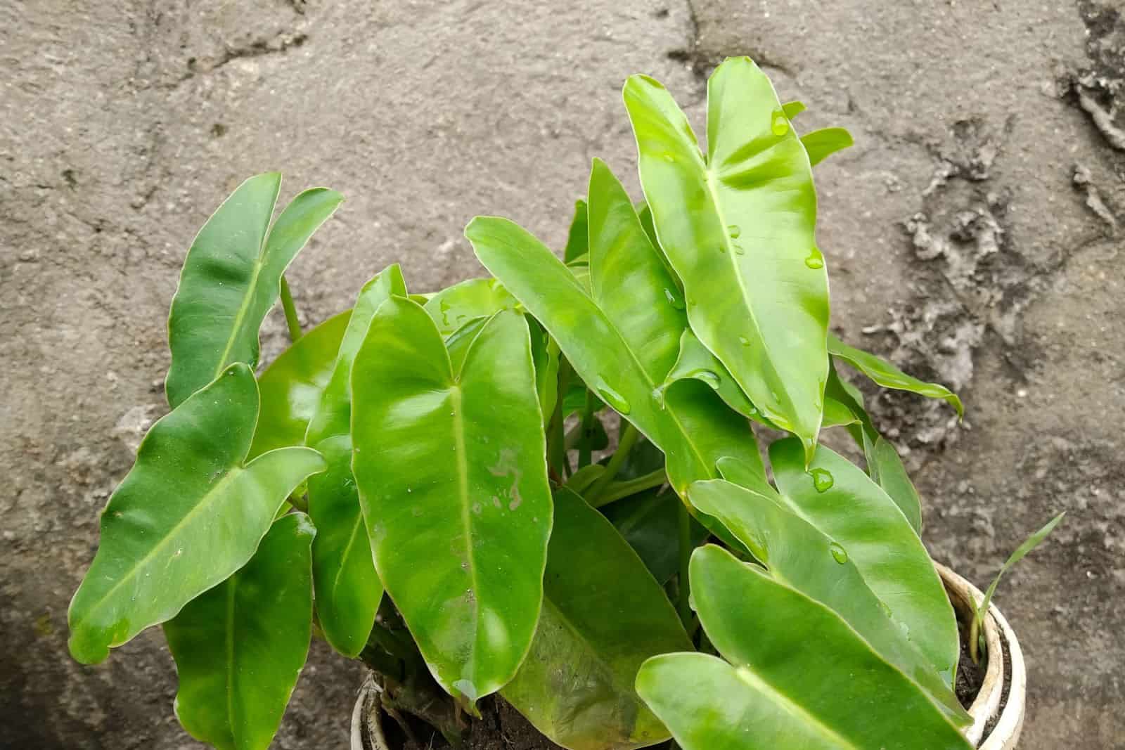 Beautiful and fresh Philodendron rugosum ornament plant