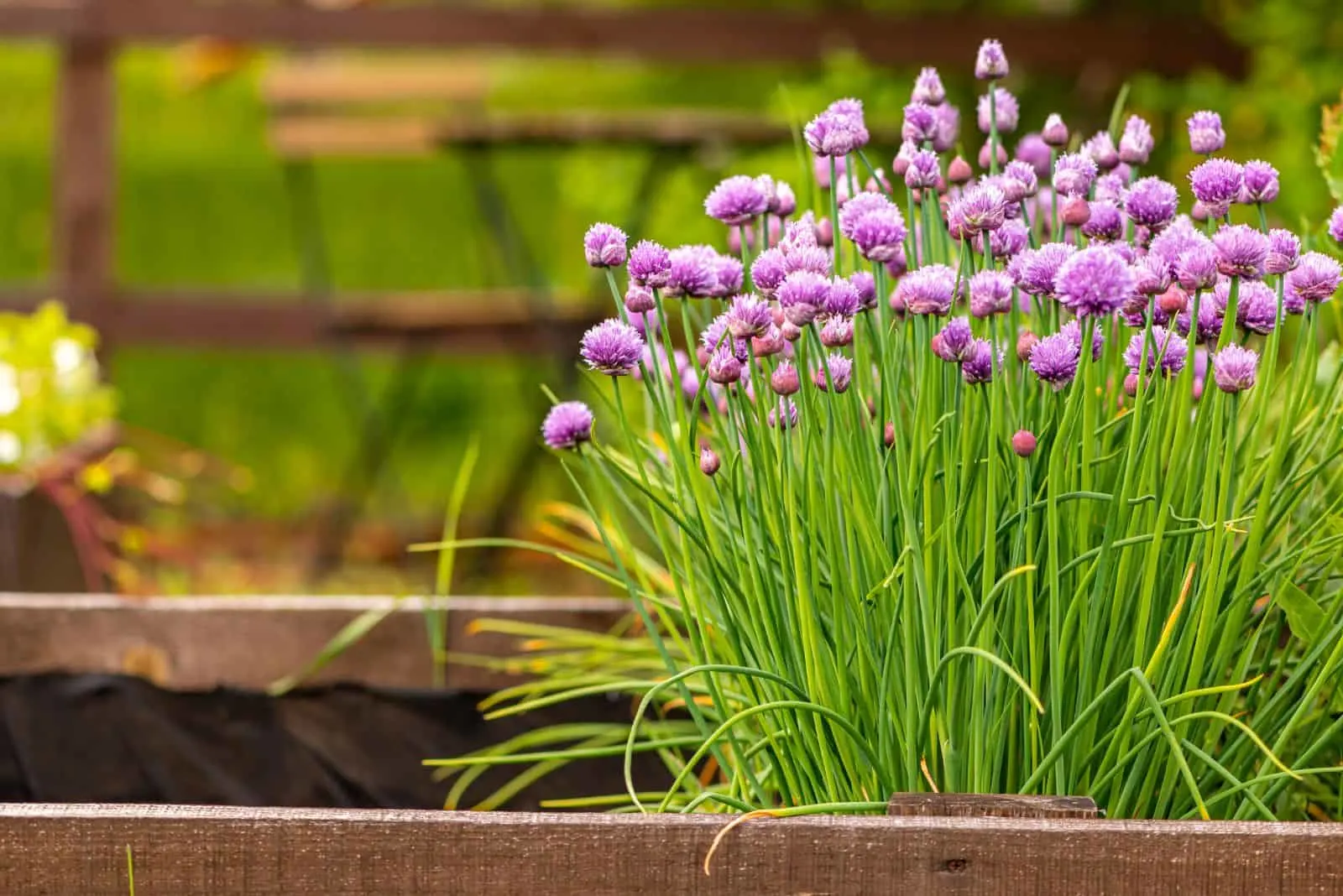 Beautiful blooming chives in a spring garden