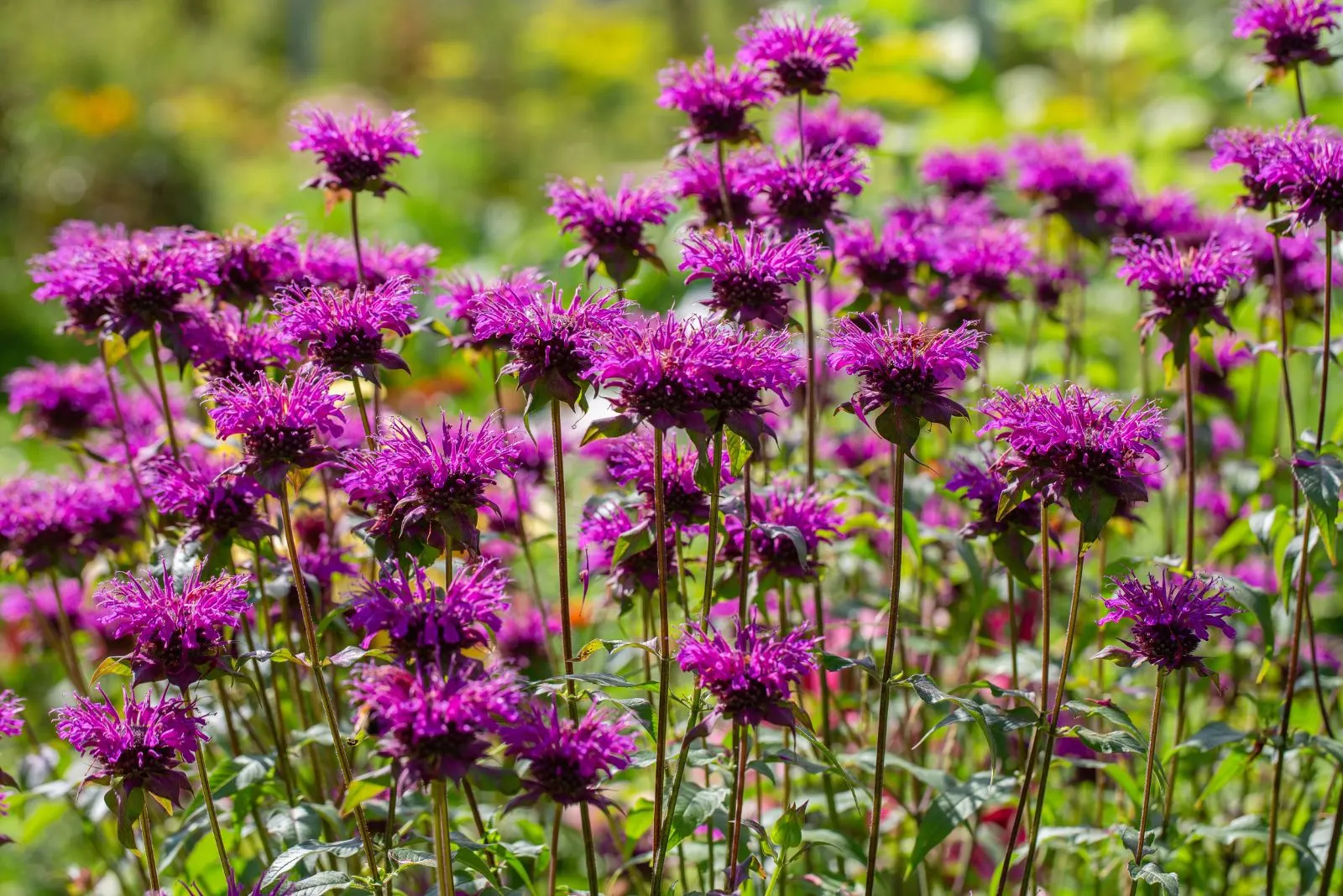 Bee Balm with purple flowers