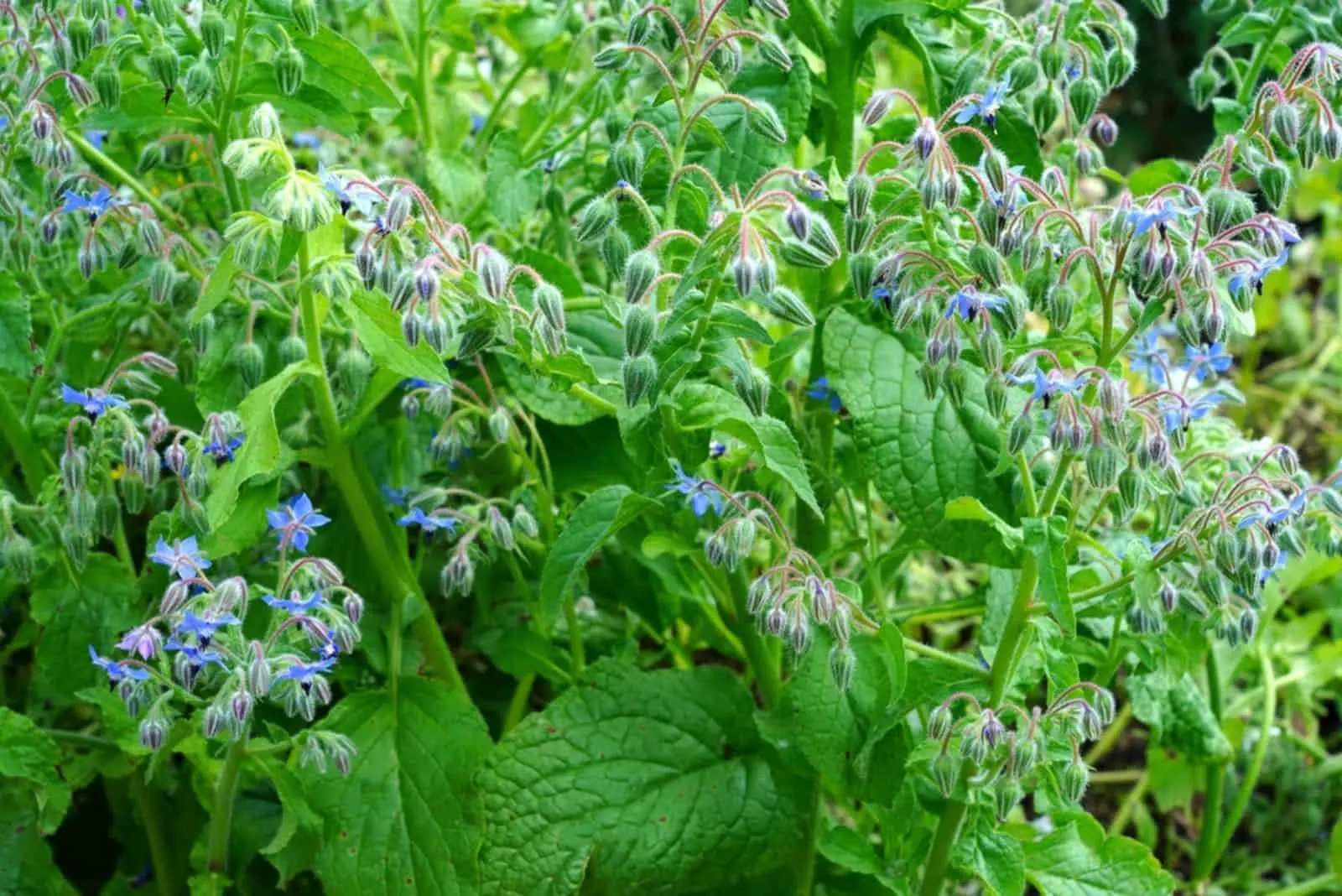 Blue star shaped flowers of the borage plant