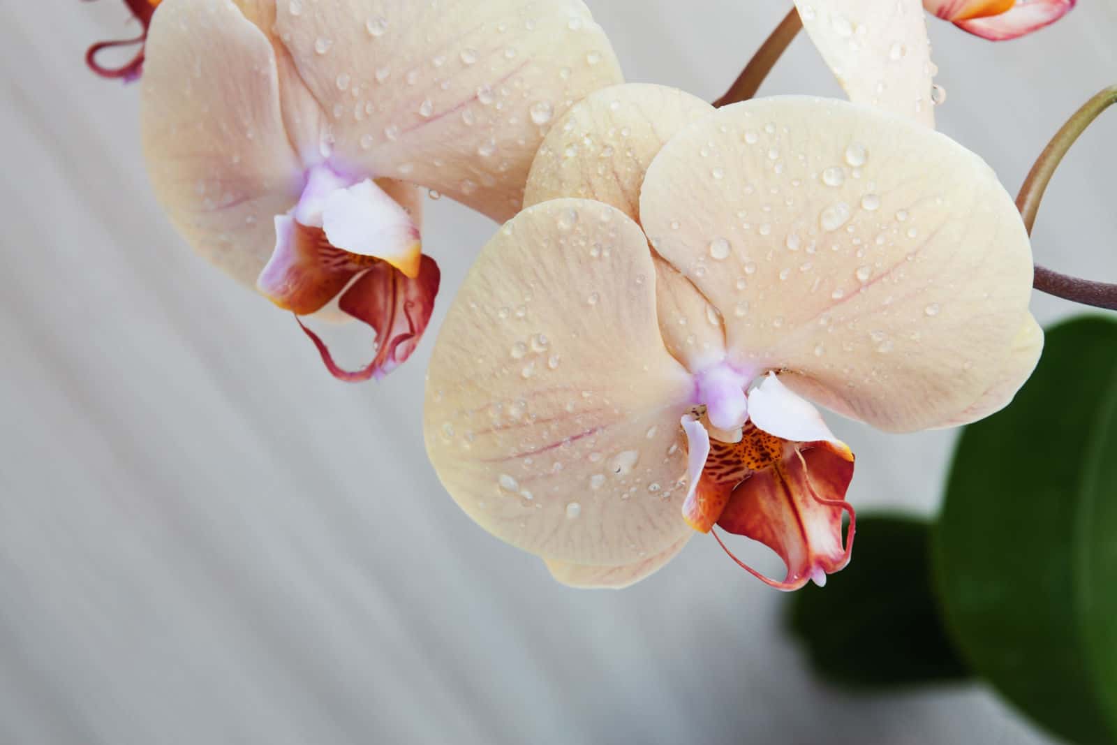 Branch of beige orchid with water drops on the wooden background