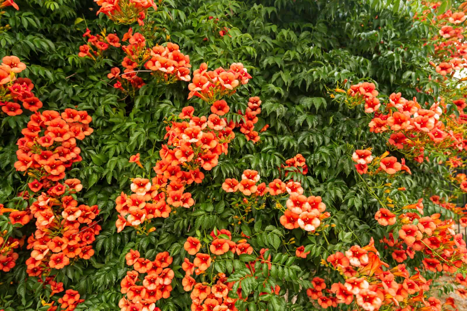 Bright red flowers of the trumpet vine or trumpet creeper - Campsis radicans.