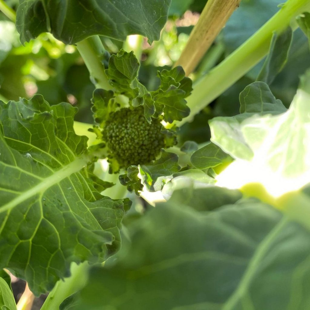 Helpful Tips And Tricks On How To Grow Hydroponic Broccoli