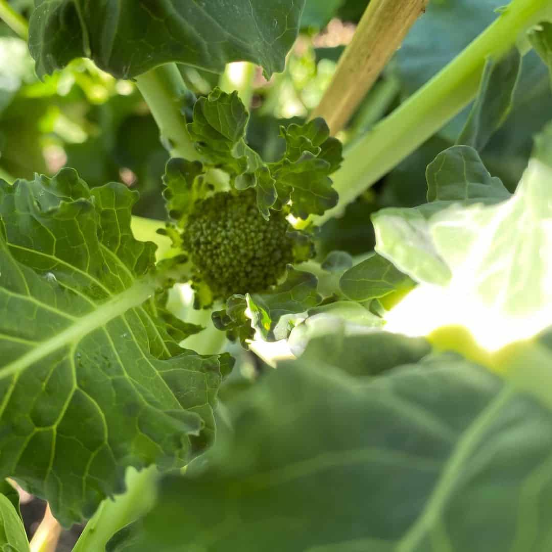 Broccoli Calabrese in the sun