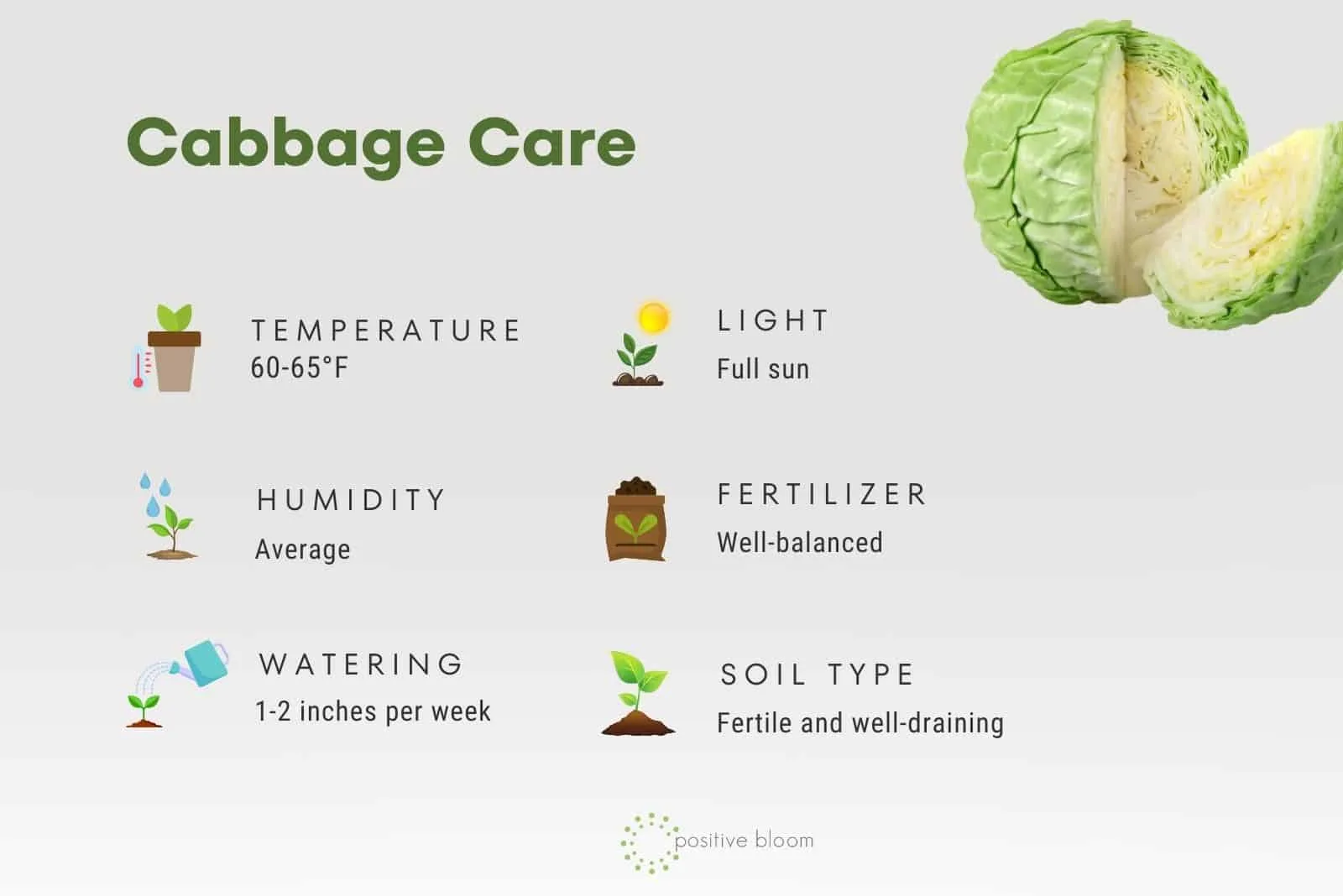 Cabbage Care