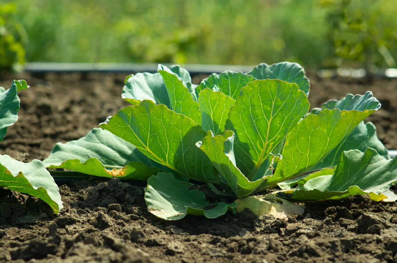 Cabbage growing in garden