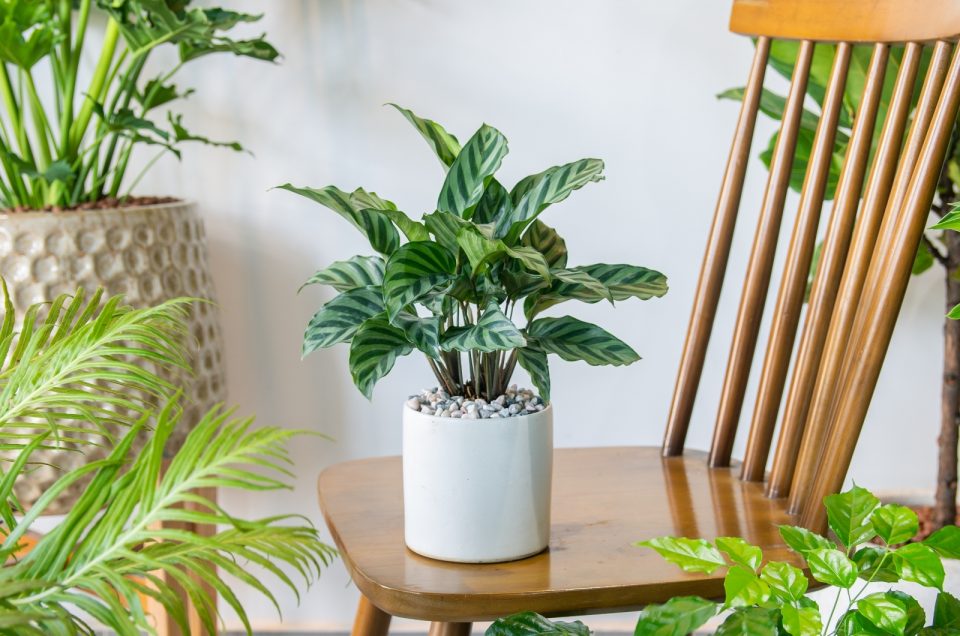 How To Grow & Take Care Of The Calathea Prayer Plant