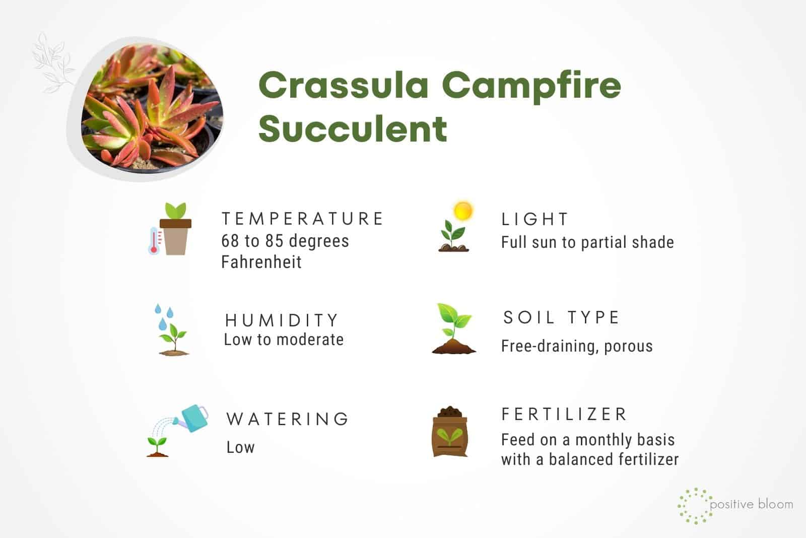 Campfire Succulent facts