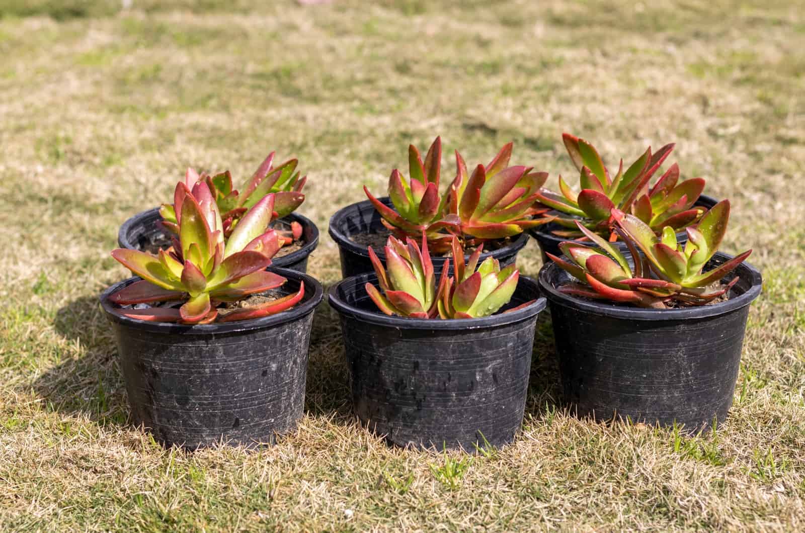 Campfire Succulent in black pots sitting on grass
