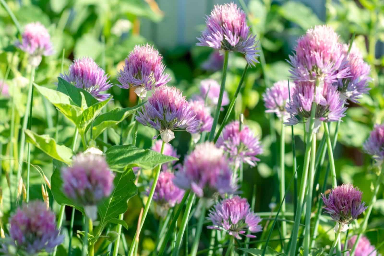 Chives in a garden