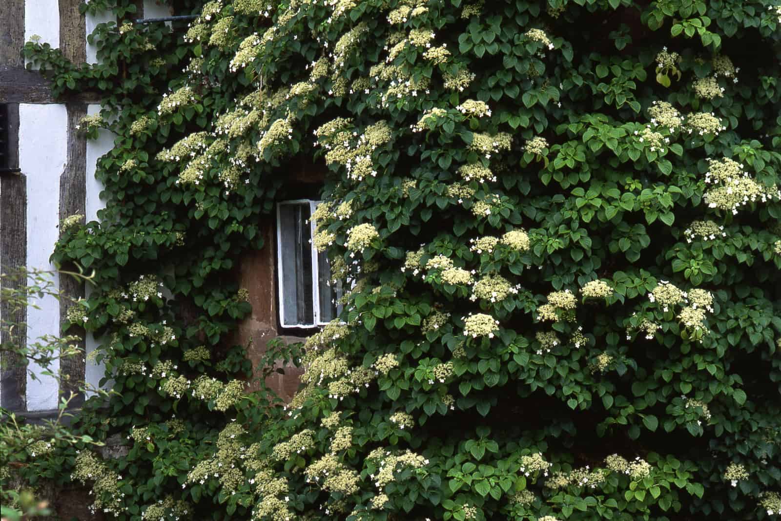 Climbing hydrangea on a wall