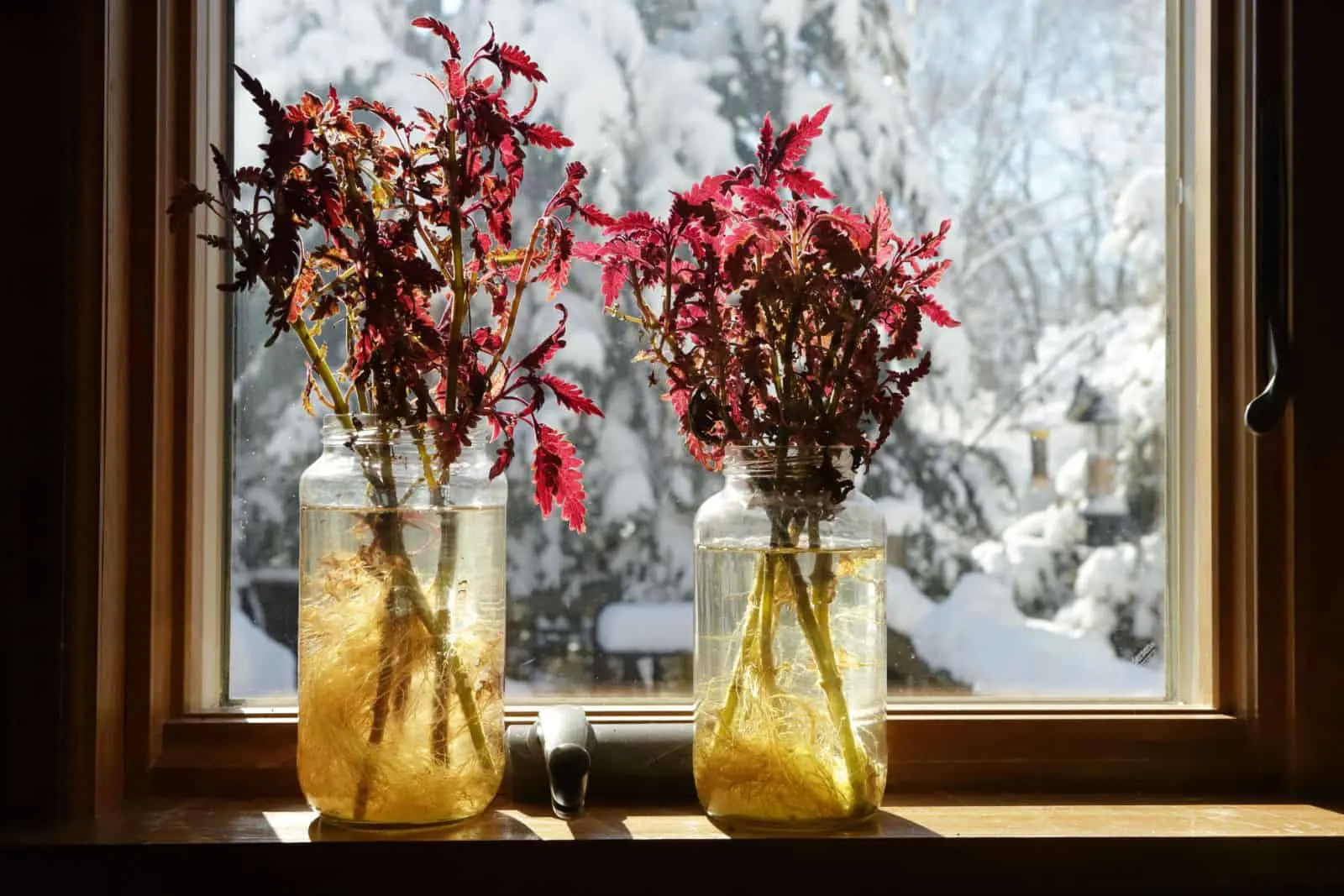 Coleus plant cuttings rooting in a jar of water on a sunny windowsill in winter